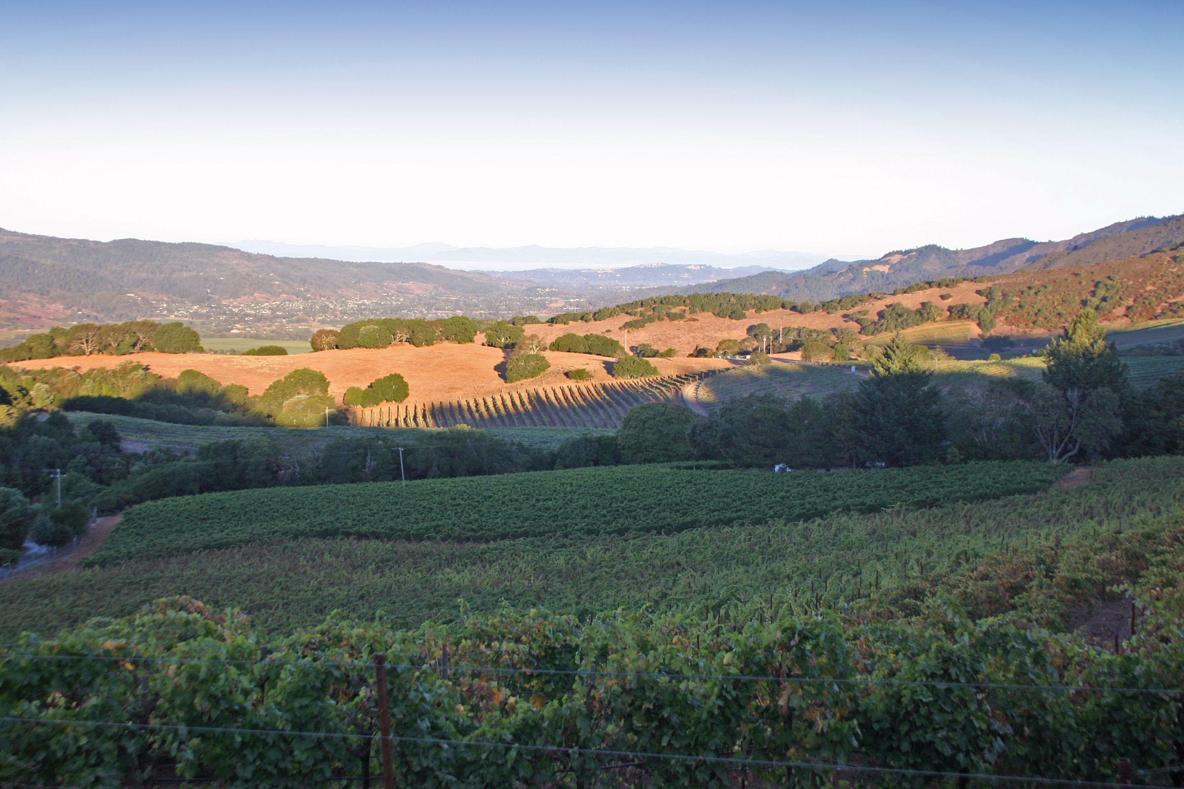 Vineyard - Wine making Sonoma Cabernet at Texas Winery