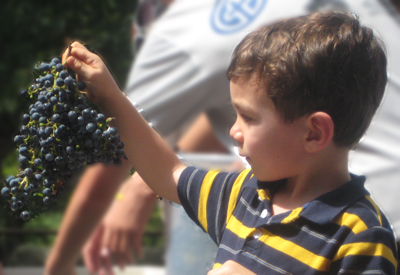 grapebanner.jpg (29593 bytes)