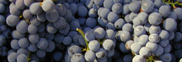 grapebanner.jpg (29593 bytes)